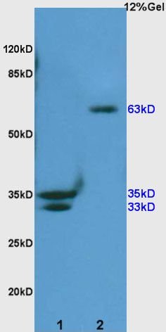 SHC (phospho-Ser36) antibody